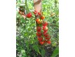 „rajče divoké klokaní – větší“