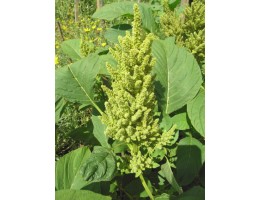 „Amaranthus caudatus var. edulis“