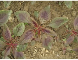 „Amaranthus hypochondriacus Červený“