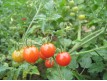 „rajče divoké červené“