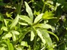 „Planta Naturalis“