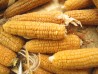 ‚Sachara‘