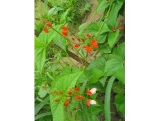 „Švábka (Bugáre)“