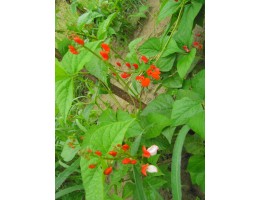 „Švábka (Bugáre)“