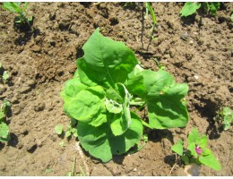 „Australský špenát“