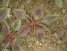 „Amaranthus hypochondriacus Červený“