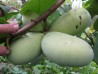 „Asimina triloba“